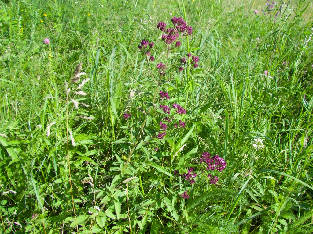 Origanum vulgare L.